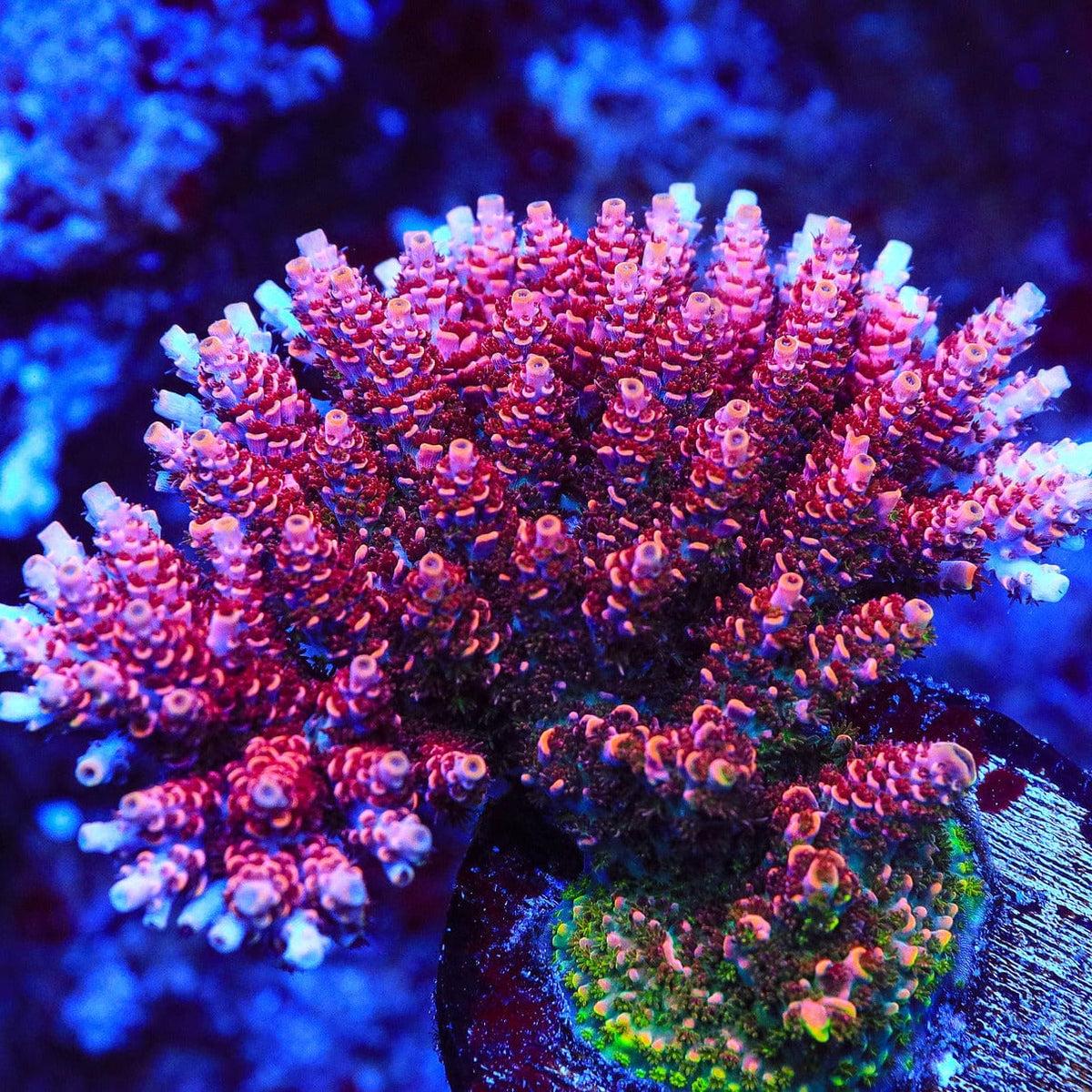 TSA Fruity Pebbles Acropora