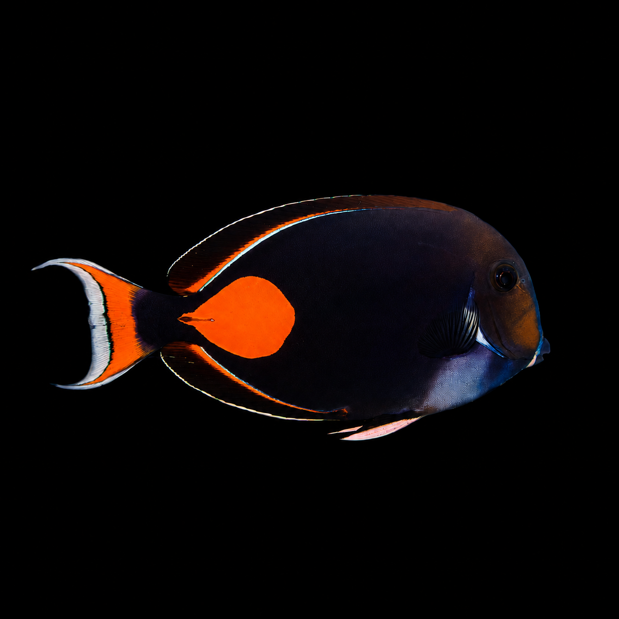 Achilles Tang