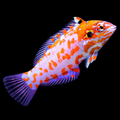 Choat’s Leopard Wrasse