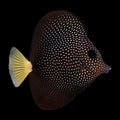 Gem Tang