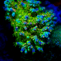 JF Homewrecker Acropora