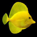 Yellow Tang - Tank Raised