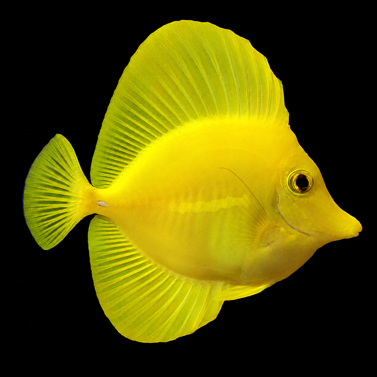 Yellow Tang - Tank Raised