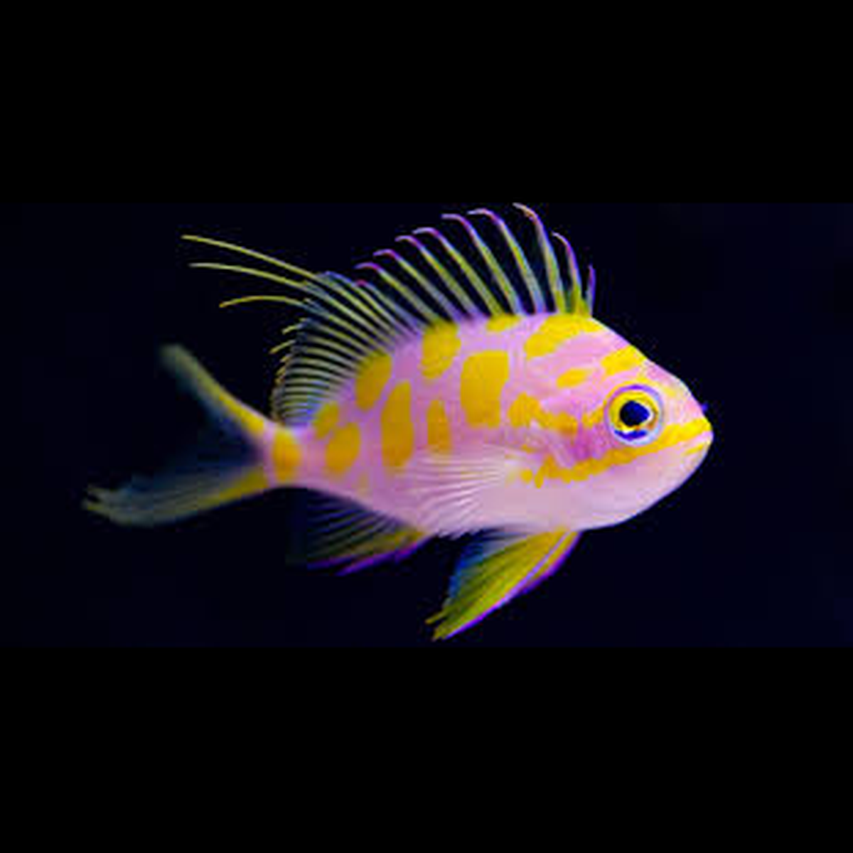 Borbonius Anthias